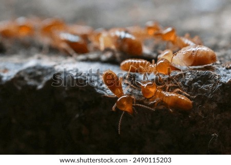 Termites are small insects that live in underground nests and termite mounds. Termites can consume wooden structures of a house and other parts such as wooden floors, windows, doors, and furniture
