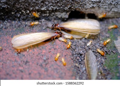 Termites That Come Out To The Surface After The Rain Fell. Termite Colonies Mostly Live Below The Surface Of The Land. These Termites Will Turn Into Larons. Macro Photography. Termites Is White Ants.