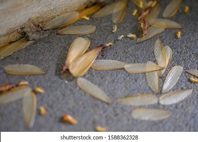 Termites That Come Out To The Surface After The Rain Fell. Termite Colonies Mostly Live Below The Surface Of The Land. These Termites Will Turn Into Larons. Macro Photography. Termites Is White Ants.