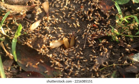 Termites That Come Out To The Surface After The Rain Fell. Termites Are Small Insects That Live In Colonies And Feed On Wood Or Other Dead Plant Matter. Laron Or White Flying Ants. Larons Or White Ant