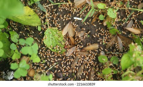 Termites That Come Out To The Surface After The Rain Fell. Termites Are Small Insects That Live In Colonies And Feed On Wood Or Other Dead Plant Matter. Laron Or White Flying Ants. Larons Or White Ant