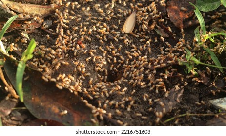 Termites That Come Out To The Surface After The Rain Fell. Termites Are Small Insects That Live In Colonies And Feed On Wood Or Other Dead Plant Matter. Laron Or White Flying Ants. Larons Or White Ant