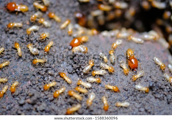 termites that come out to the surface after the rain
fell. termite colonies mostly live below the surface of the land.
these termites will turn into larons. macro photography. termites
is white ants. 