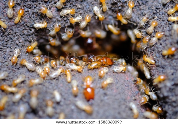 termites that come out to the surface after the rain\
fell. termite colonies mostly live below the surface of the land.\
these termites will turn into larons. macro photography. termites\
is white ants. 