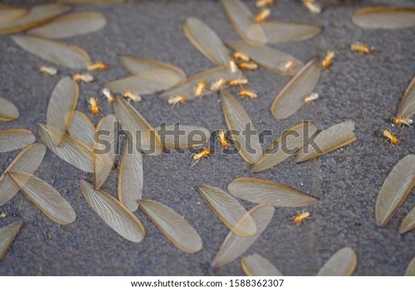 termites that come out to the surface after the\
rain fell. termite colonies mostly live below the surface of the\
land. these termites will turn into larons. macro photography.\
termites is white\
ants.