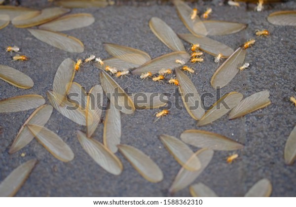 termites that come out to the surface after the\
rain fell. termite colonies mostly live below the surface of the\
land. these termites will turn into larons. macro photography.\
termites is white\
ants.