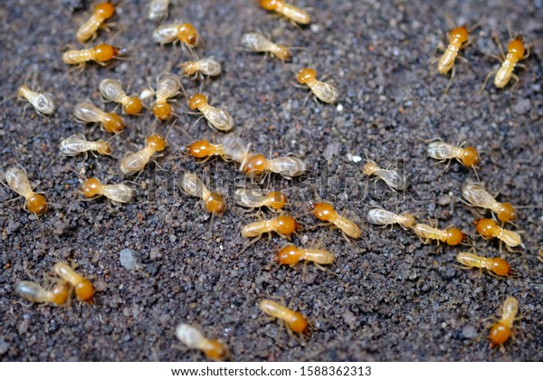 termites that come out to the surface after the\
rain fell. termite colonies mostly live below the surface of the\
land. these termites will turn into larons. macro photo. termites\
is white ants. rayap