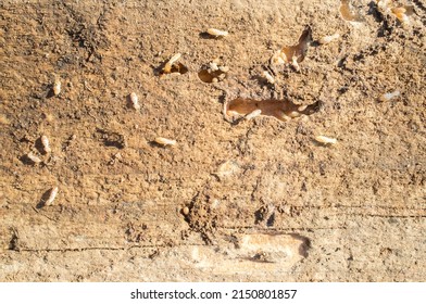 Termites Working Over Old Wooden Beam. Overhead Shot