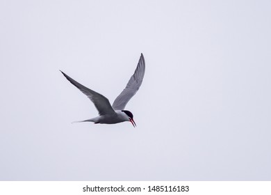 Royalty Free Oiseau Noir Stock Images Photos Vectors