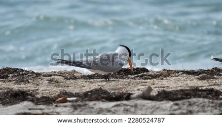 Tern Bird on the sand
