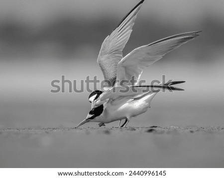 The tern bird is a seabird known for its graceful flight and distinctive pointed wings. They are known for their long migrations, often traveling thousands of miles between breeding