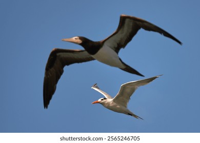 The tern and brown booby in flight