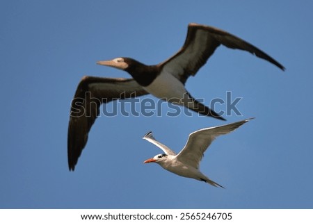 The tern and brown booby in flight