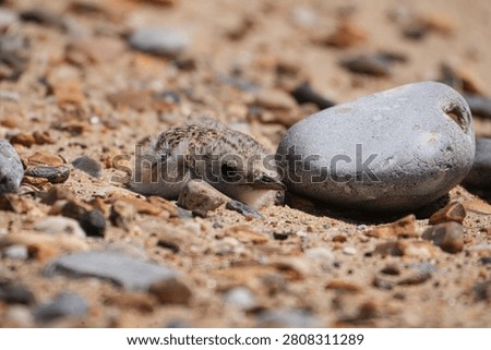 Tern chick hides on a beach in Norfolk