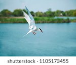 Tern in flight