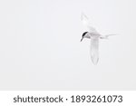 Forster’s Tern in flight on a white background