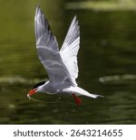 A tern in flight over water, capturing prey with its beak, showing dynamic movement.
