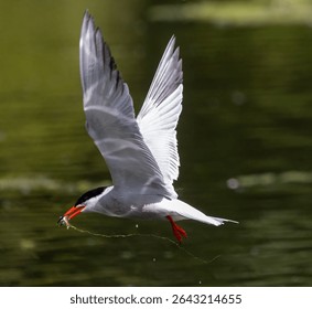 A tern in flight over water, capturing prey with its beak, showing dynamic movement.