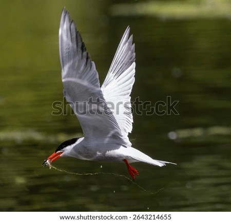 A tern in flight over water, capturing prey with its beak, showing dynamic movement.