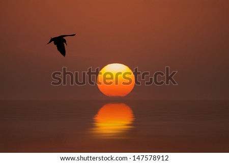 A Tern Flying Over Sea During a Dramatic Sunset