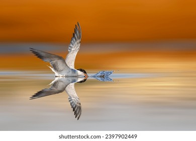 A tern hunting fish. Colorful nature background. 