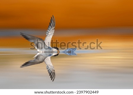 A tern hunting fish. Colorful nature background. 