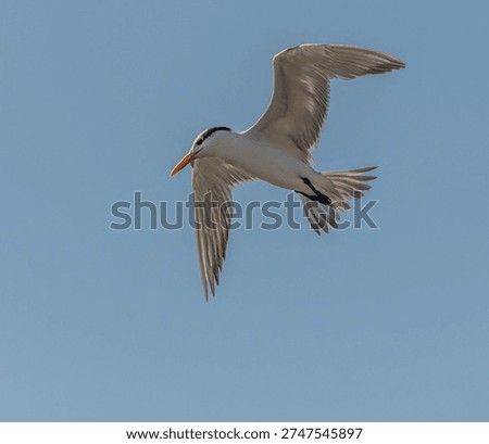 Tern taking in the view from the sky looking to the left with its wings slightly bent and legs tucked together.
