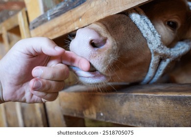 Teror, Canary Islands , Spain - June 15, 2024: A close-up of a hand feeding a curious calf through a wooden fence. - Powered by Shutterstock