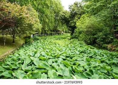 Terra Nostra Gardens, São Miguel Island, Azores