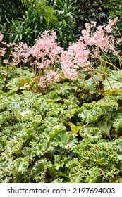 Terra Nostra Gardens, São Miguel Island, Azores