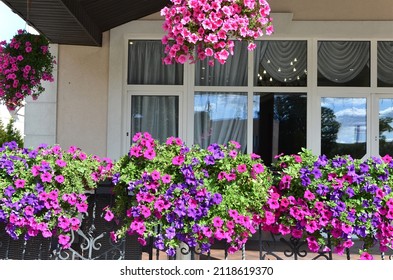 terrace decoration with plants in pots bright petunias flowers