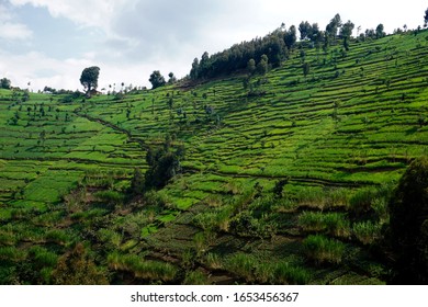 Terrace Farming In Musanze, Rwanda