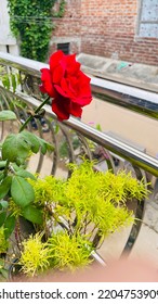 Terrace Farming Showing Red Roses Blossom