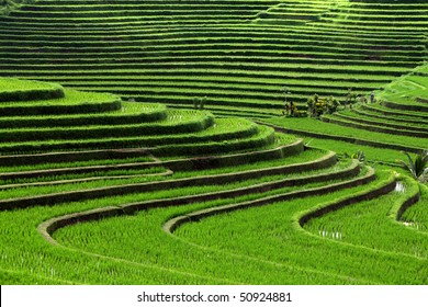 Terrace Rice Fields, Bali, Indonesia