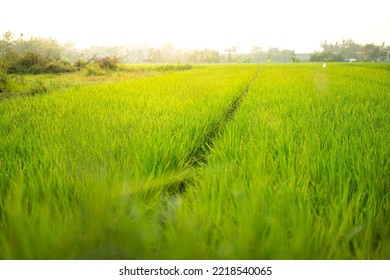 Terrace Rice Fields Or Sawah Padi In Morning Sunshine 
