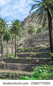 Terraced fields and date palms are the typical landscape of Valle Gran Rey, the beautiful canyon on the Canary Island of La Gomera. The terraces are still used for agriculture. 