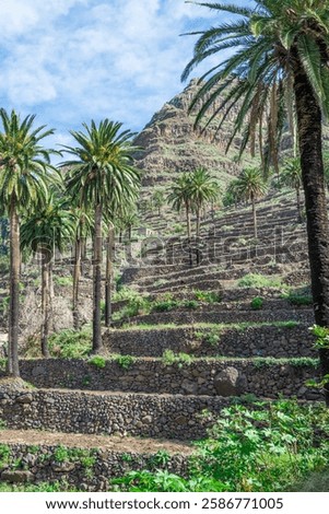 Terraced fields and date palms are the typical landscape of Valle Gran Rey, the beautiful canyon on the Canary Island of La Gomera. The terraces are still used for agriculture. 