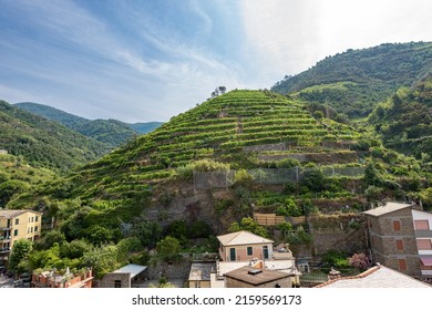 Terraced fields and green vineyards at summer, Vernazza village, Cinque Terre National Park, Liguria, Italy, Europe. This park includes Riomaggiore, Manarola, Corniglia, Vernazza and Monterosso.  