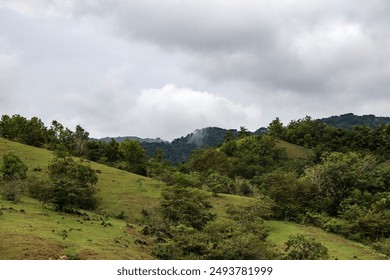 The terraced green hills are covered in soft grass, with towering trees creating a dramatic silhouette against the cloudy sky. Dark clouds gathered on the horizon, giving a deep and hopeful impression - Powered by Shutterstock