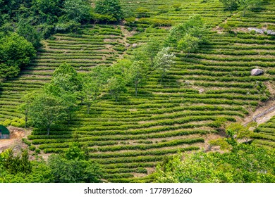 Terraced Green Tea Field At Daehan Dawon Tea Plantation Near Boseong-gun, South Korea
