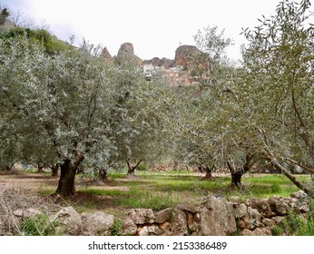 Terraced Olive Grove In Mundo River Valley, Charming Mountain Village Ayna In The Background. Albacete, Castile La Mancha, Spain. High Quality Photo