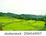 Terraced paddy field in Niigata, Japan in morning