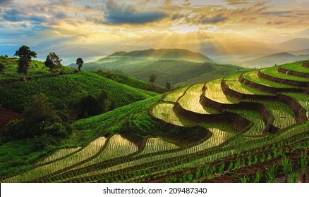 Terraced Rice Field In Chiangmai, Thailand