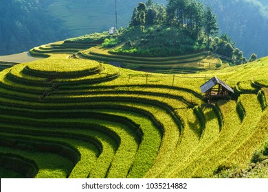 26,317 Vietnam Harvest Season Images, Stock Photos & Vectors | Shutterstock