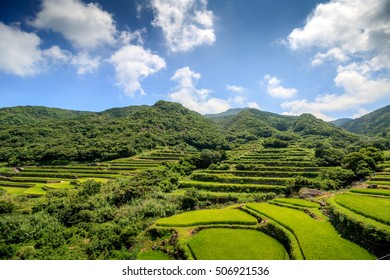 Terraced Rice Field In Japan