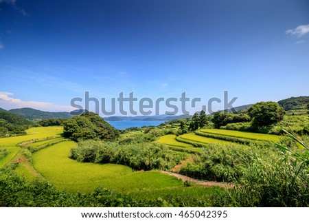 Terraced rice field in Japan