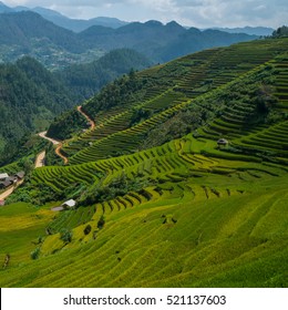 Terraced rice field landscape near Sapa in Vietnam.