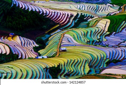 Terraced Rice Field In Vietnam