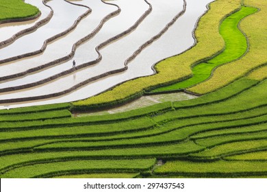 Terraced rice field in water season in Mu Cang Chai, Yen Bai province, Vietnam