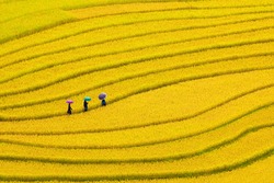 Terraced Rice Fields In Vietnam